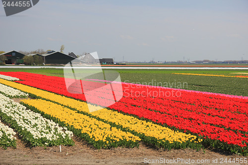Image of Tulips in various colors on a field