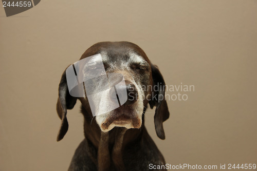Image of German shorthaired pointer, female