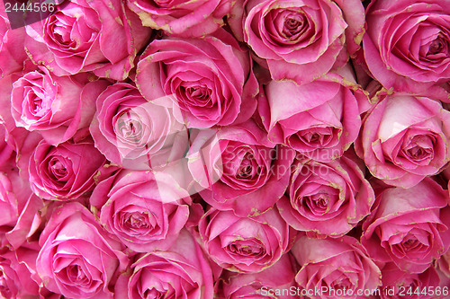 Image of big pink roses in a wedding centerpiece