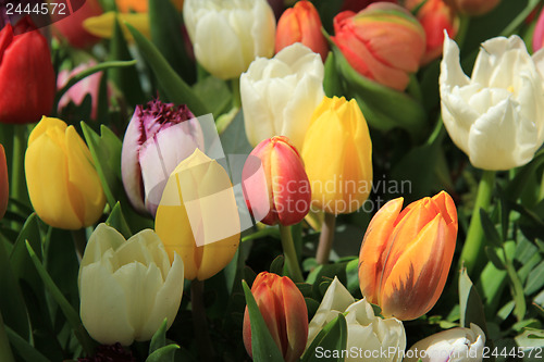 Image of Mixed tulip bouquet