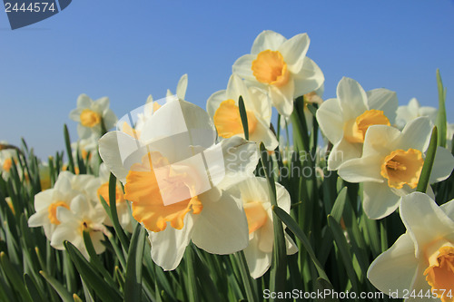 Image of White and yellow daffodils