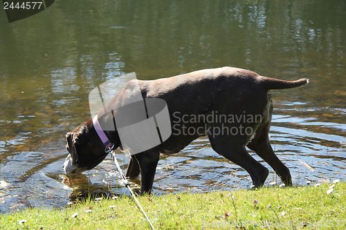 Image of German shorthaired pointer, female, swimming in a pond