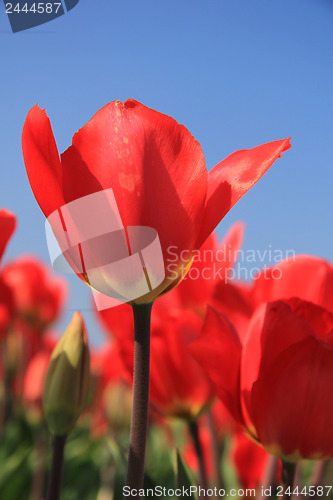 Image of Red tulips in a field