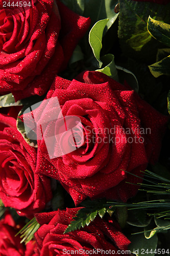 Image of Wet red roses