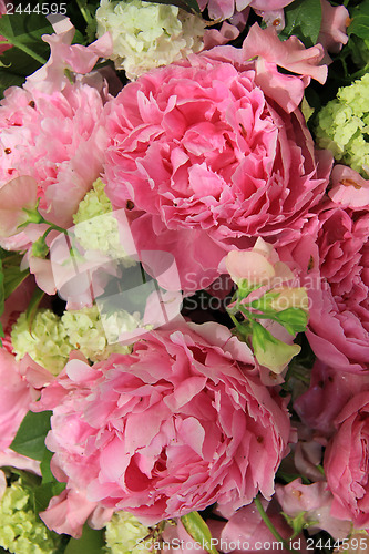 Image of Peonies in a bridal arrangement