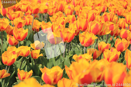 Image of yellow and red tulips in a field