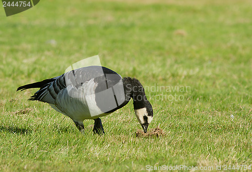 Image of Barnacle goose