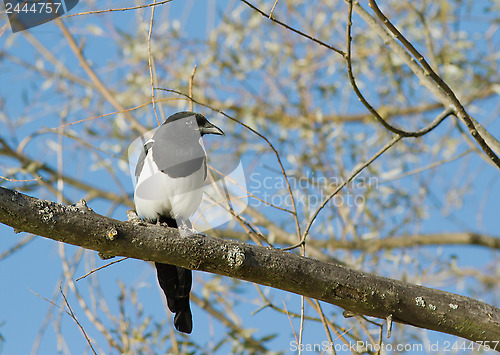 Image of Magpie