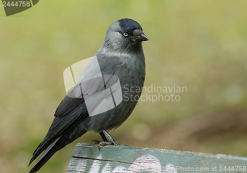 Image of Jackdaw