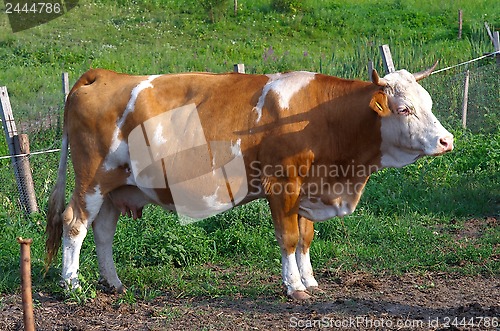 Image of Cow