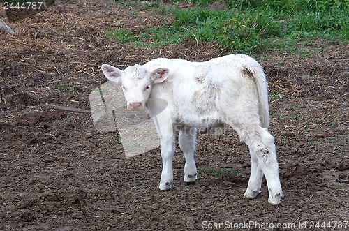 Image of White calf