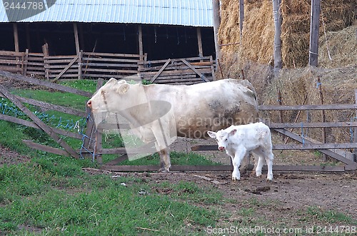 Image of Calf and cow