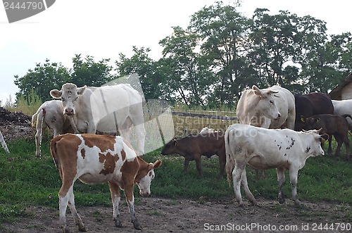 Image of Cow farm