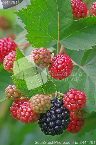 Image of Blackberry plant