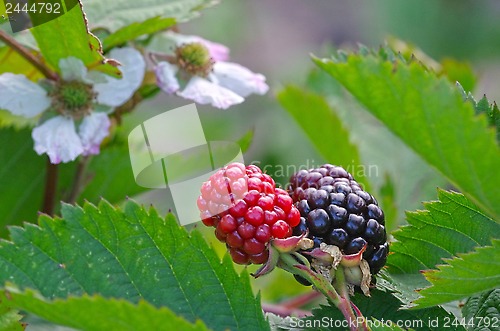 Image of Blackberry flower and fruit