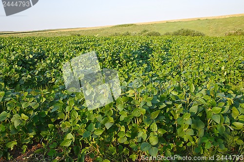 Image of Soya field