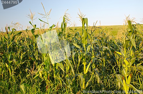 Image of Corn field