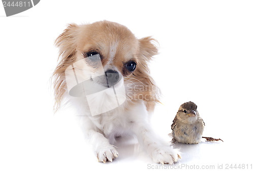 Image of chihuahua and sparrow