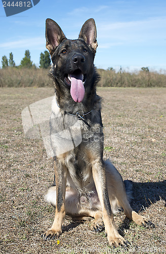 Image of gray german shepherd