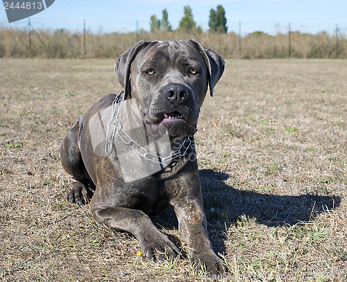 Image of cane corso