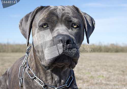 Image of italian mastiff