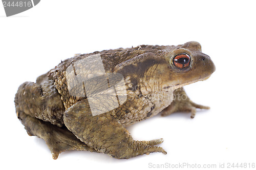 Image of brown toad