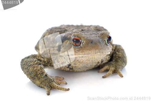 Image of brown toad