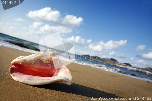 Image of Sunset Conch