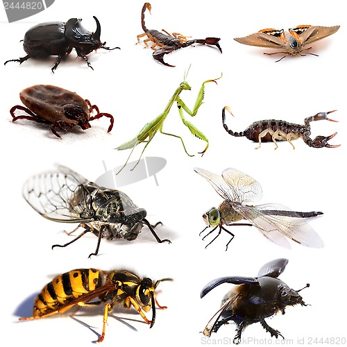 Image of insects and scorpions