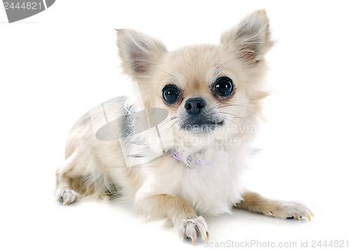 Image of puppy chihuahua