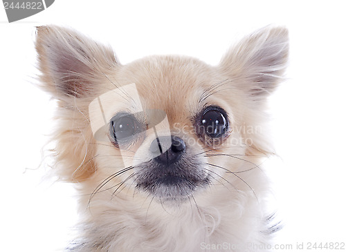 Image of puppy chihuahua