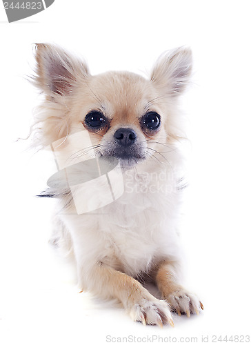 Image of chihuahua
