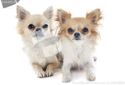 Image of chihuahuas