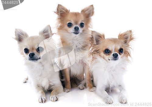 Image of three chihuahuas