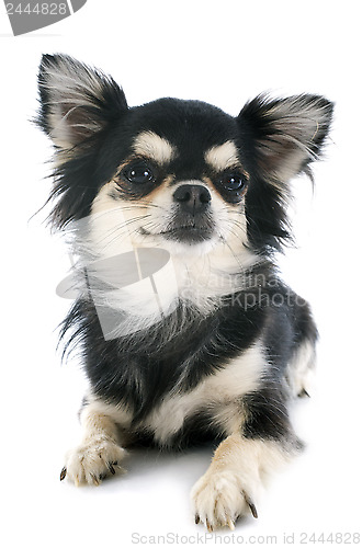 Image of puppy chihuahua