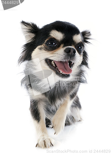 Image of smiling chihuahua