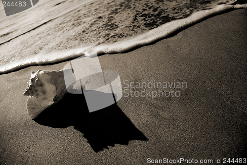 Image of Sepia Seashell Shore