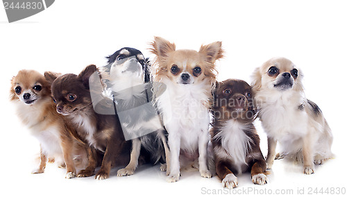 Image of group of chihuahuas