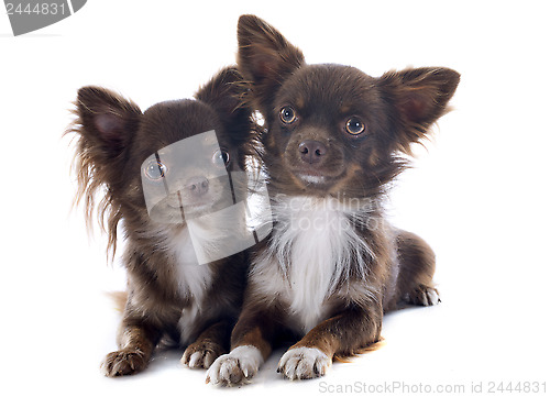Image of chihuahuas