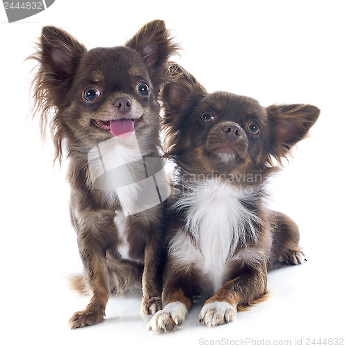 Image of brown chihuahuas