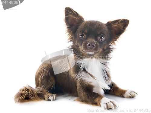 Image of brown chihuahua