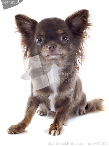 Image of puppy chihuahua