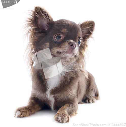 Image of brown chihuahua