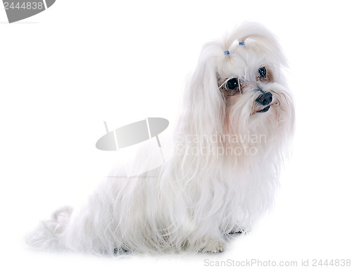 Image of maltese dog