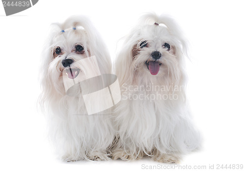 Image of maltese dogs