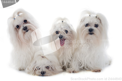 Image of maletese dogs