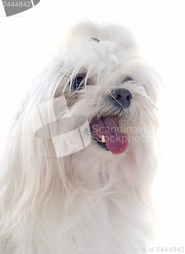 Image of maletese dog
