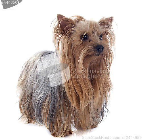 Image of yorkshire terrier