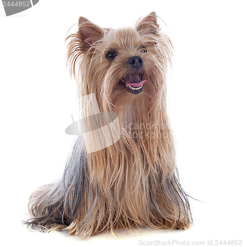 Image of yorkshire terrier