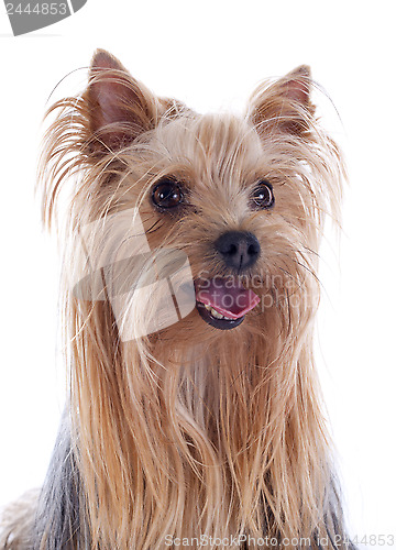 Image of yorkshire terrier